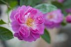 103-08-01 rose photo