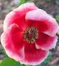Sunshine Babylon Eyes rose photo