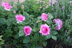 Manou Meilland rose photo