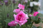 Manou Meilland rose photo