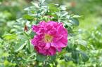 Ames rose photo
