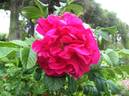 Ames rose photo