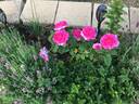 Manou Meilland rose photo