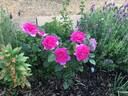 Manou Meilland rose photo