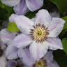 Still Waters clematis photo