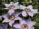 Still Waters clematis photo