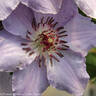 Still Waters clematis photo