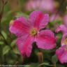 Pink Mink clematis photo