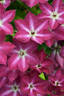 Viva Polonia clematis photo