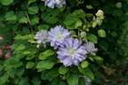 Diamond Ball clematis photo
