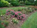Oso Easy Double Pink rose photo