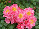 Oso Easy Double Pink rose photo