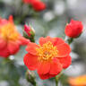Oso Easy Hot Paprika rose photo