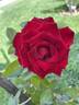 Crimson Velvet Dress rose photo