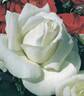 Candeur ® rose photo