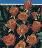 Tequila ® rose photo