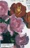Centenaire de Lourdes rose photo