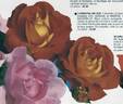 Carnaval de Rio ® rose photo