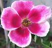 Sunshine Babylon Eyes rose photo