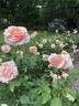 Mother of Pearl ™ rose photo