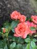 Marmalade Skies ™ rose photo