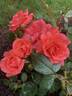 Marmalade Skies ™ rose photo