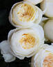 Leonora rose photo