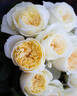 Leonora rose photo