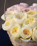 Leonora rose photo