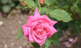 Ballet, Cl. rose photo
