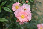 Open Arms rose photo