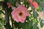 Summer Wine rose photo