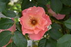 Summer Wine rose photo