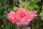Lawinia rose photo