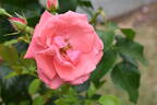 Lawinia rose photo