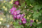 Perennial Blue rose photo