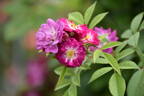 Perennial Blue rose photo