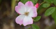 Juliana von Stolberg rose photo