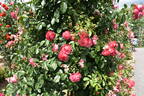 Rosanna ® rose photo