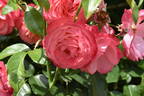 Rosanna ® rose photo
