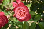 Rosanna ® rose photo
