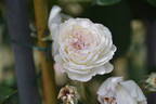 Cäcilie ® rose photo
