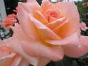 Grand Impression rose photo