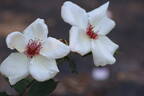White Wings rose photo