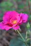 News ® rose photo