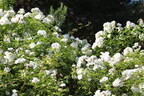 Polstjärnan rose photo
