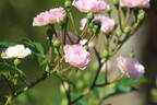 Kirsch-Rose rose photo
