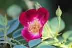 Hiawatha rose photo