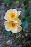 Maigold rose photo