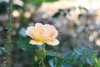 Maigold rose photo